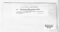 Calyptospora columnaris image